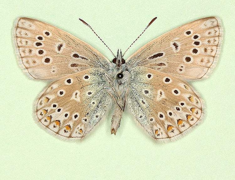 Polyommatus icarus male (aberrant form elongata 2) (Internet Image property of respective owner, non-commercial use only)